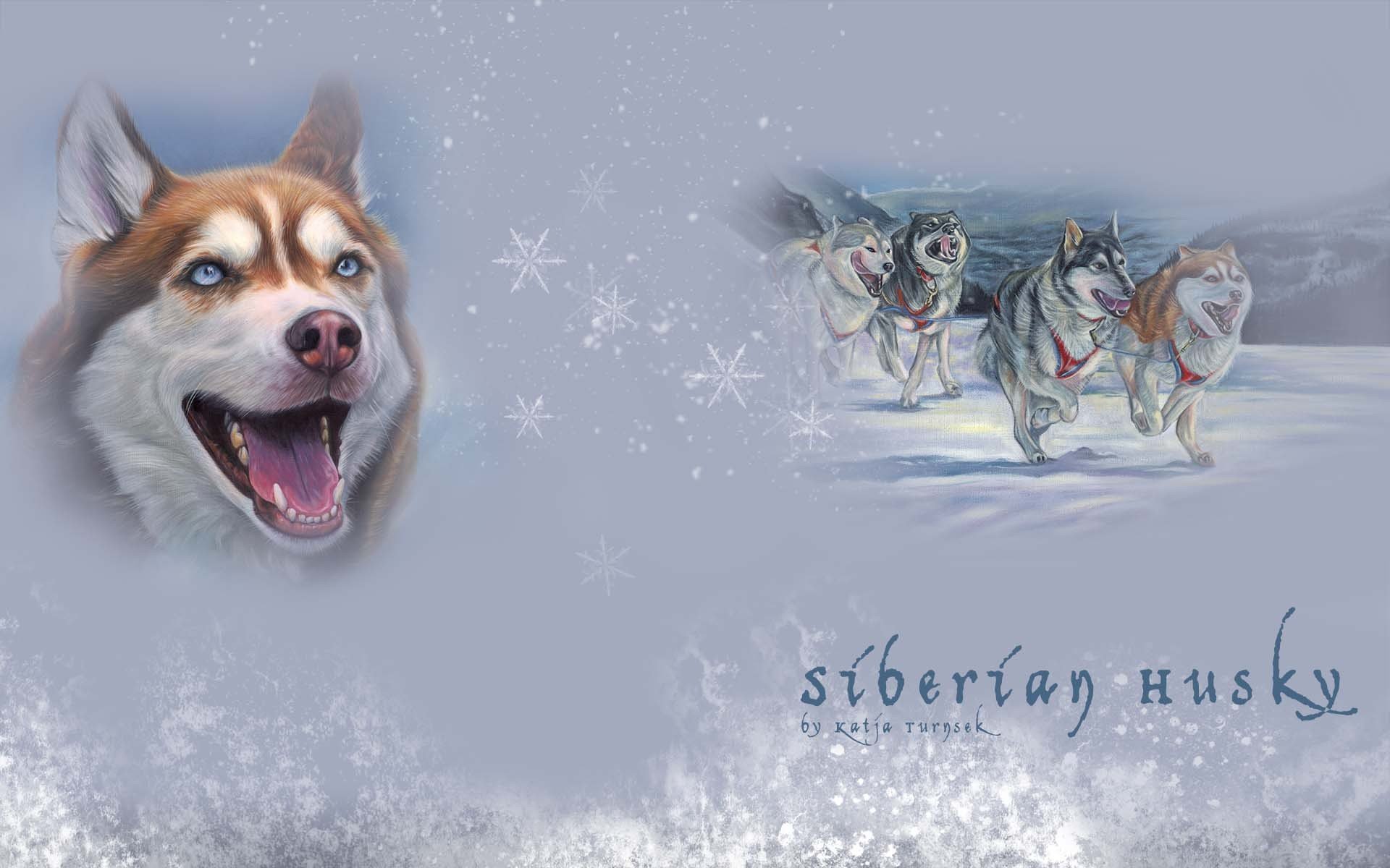 A captivating HD desktop wallpaper featuring a joyful Siberian Husky with icy blue eyes, surrounded by snow and a trio of huskies, showcasing the beauty of these spirited dogs.