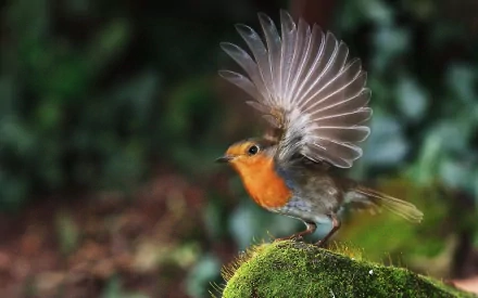 Animal robin HD Desktop Wallpaper | Background Image