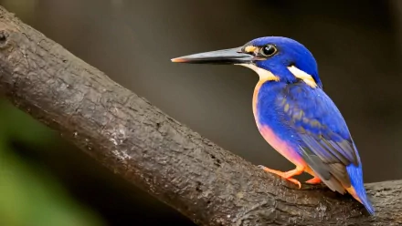 A vibrant kingfisher perched on a branch, showcasing stunning blue and orange plumage. This high-definition image makes a striking desktop wallpaper and background.