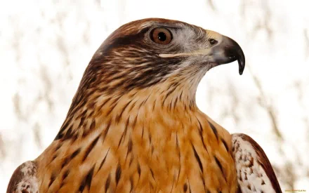 Close-up of a hawk with detailed feathers and sharp eyes, shown in high definition for a striking PC desktop wallpaper background.