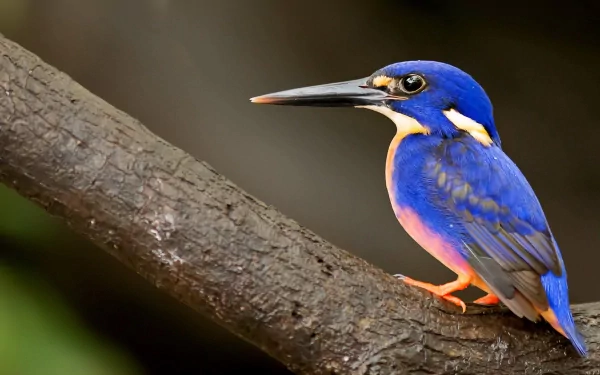 A vibrant kingfisher perched on a branch, showcasing stunning blue and orange plumage. This high-definition image makes a striking desktop wallpaper and background.