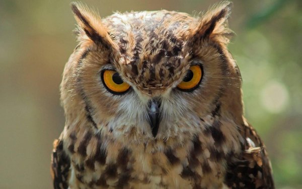 Animal Great horned owl Birds Owls HD Wallpaper | Background Image