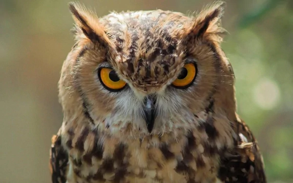 Close-up HD image of a great horned owl with intense yellow eyes, displayed as a PC desktop wallpaper background.