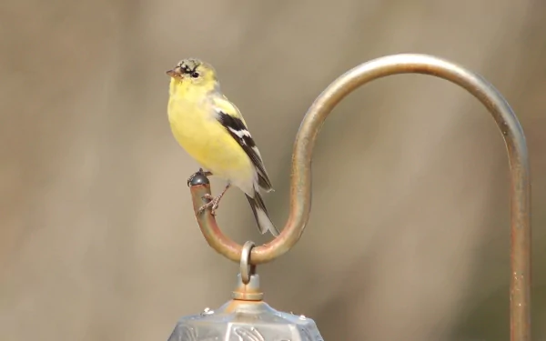 HD desktop wallpaper featuring an American goldfinch perched on a curved metal bird feeder against a soft, blurred natural background.