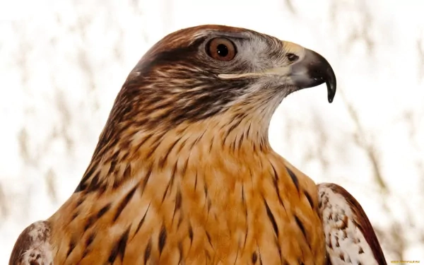 Close-up of a hawk with detailed feathers and sharp eyes, shown in high definition for a striking PC desktop wallpaper background.