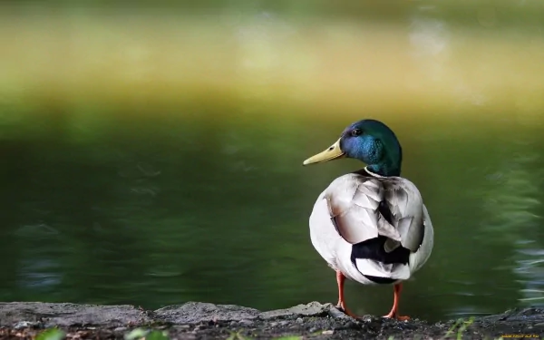 HD PC desktop wallpaper featuring a mallard duck standing on a stone ledge with a blurred green water background.