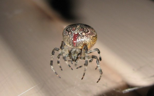 Animal Spider Spiders HD Wallpaper | Background Image