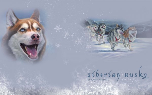 Animal Siberian Husky Dogs Dog Husky Siberian HD Wallpaper | Background Image
