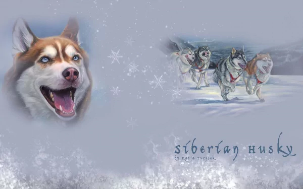 A captivating HD desktop wallpaper featuring a joyful Siberian Husky with icy blue eyes, surrounded by snow and a trio of huskies, showcasing the beauty of these spirited dogs.