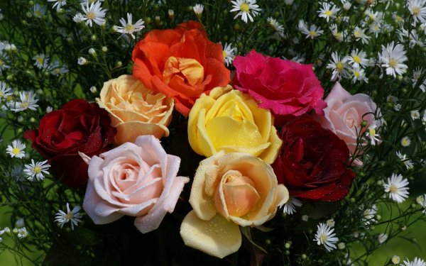 Earth Rose Flowers Flower Bouquet HD Wallpaper | Background Image