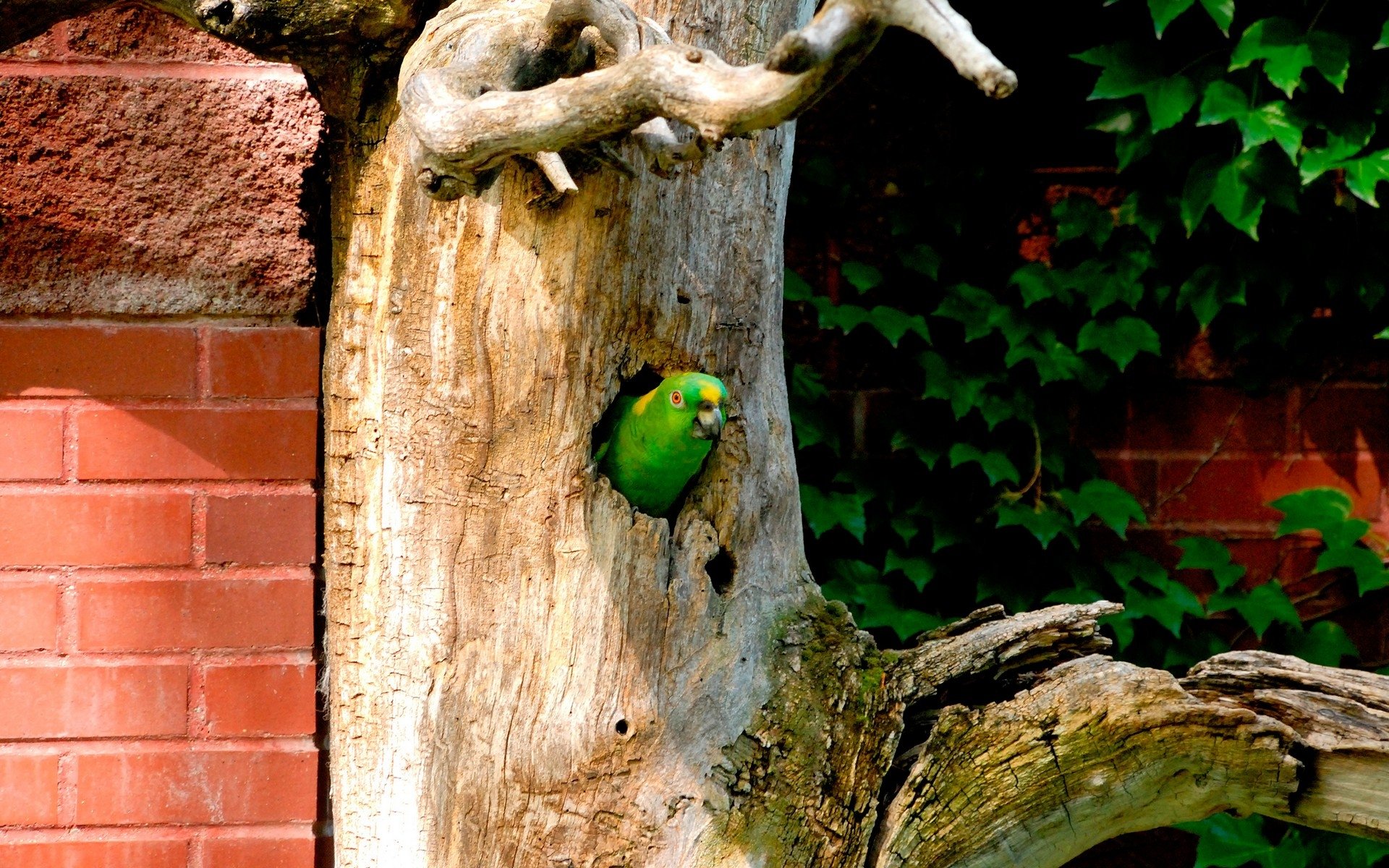 A vibrant green parrot peeks out from a hollow in a weathered tree trunk, set against a lush backdrop of ivy and a brick wall, creating a lively PC desktop wallpaper.