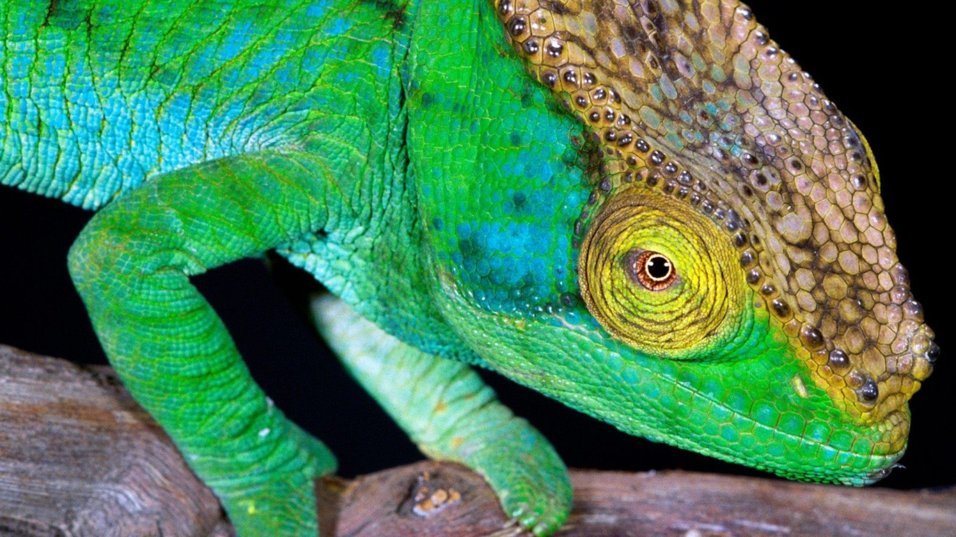 Close-up HD desktop wallpaper of a vibrant green chameleon lizard showcasing detailed textured skin and a focused eye.
