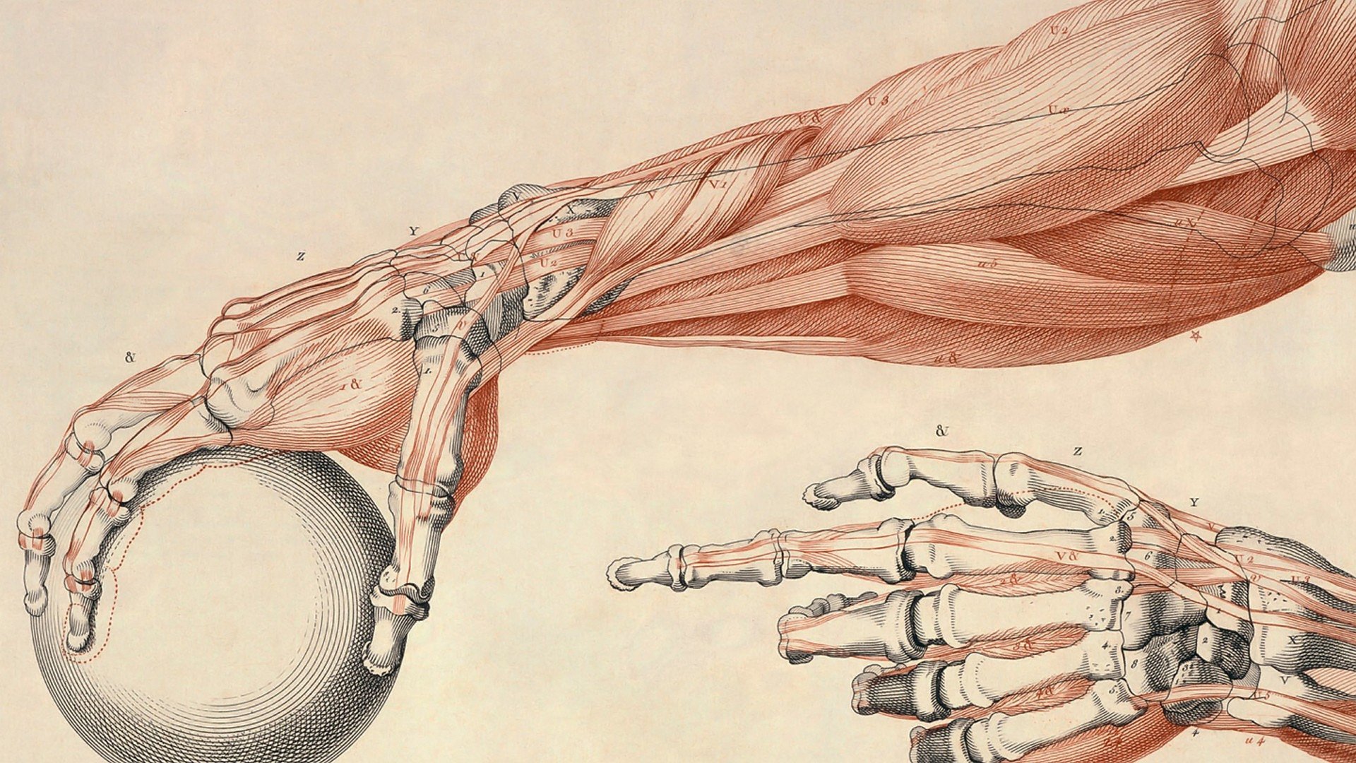 Artistic anatomical illustration of human forearm muscles and skeletal hands grasping a sphere, sepia ink style — 2K Quad HD PC desktop wallpaper and background.