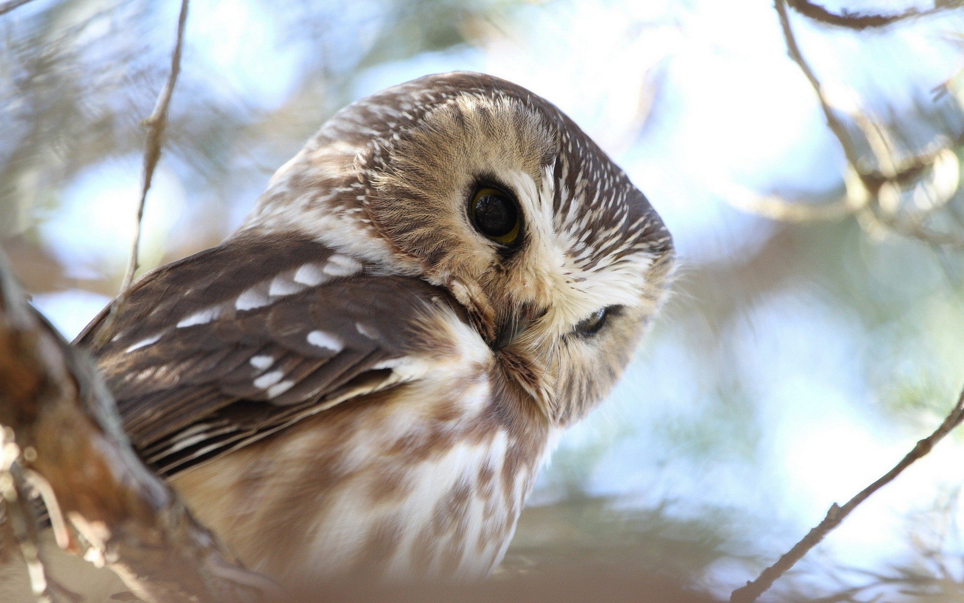A close-up of a curious owl perched on a branch, showcasing its intricate feathers and expressive eyes. This 4K Ultra HD image serves as a striking desktop wallpaper.