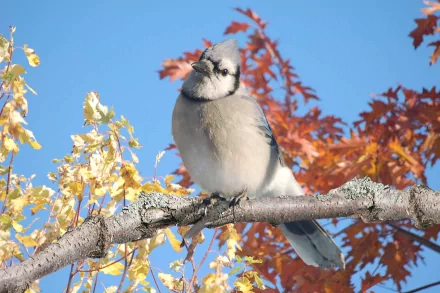  blue jay