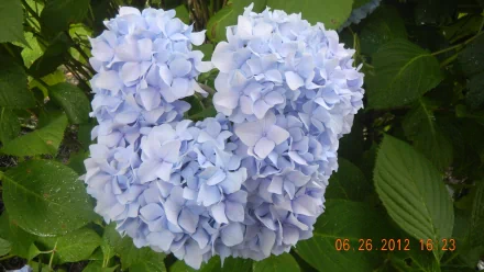 flower nature hydrangea HD Desktop Wallpaper | Background Image