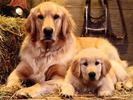 A heartwarming HD desktop wallpaper featuring a golden retriever and a puppy lying together on hay, set against a rustic backdrop. The adult dog and the puppy are both relaxed and content.
