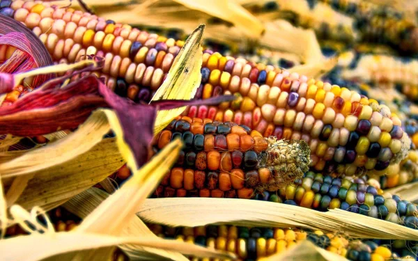 HD desktop wallpaper showcasing colorful ears of corn with husks, highlighting the vibrant natural variety of this staple food.