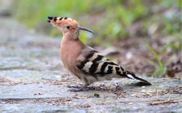 A vibrant hoopoe bird stands on a path, showcasing its striking plumage. This HD wallpaper serves as a captivating background for nature enthusiasts.
