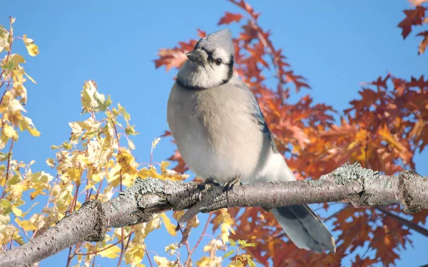  blue jay