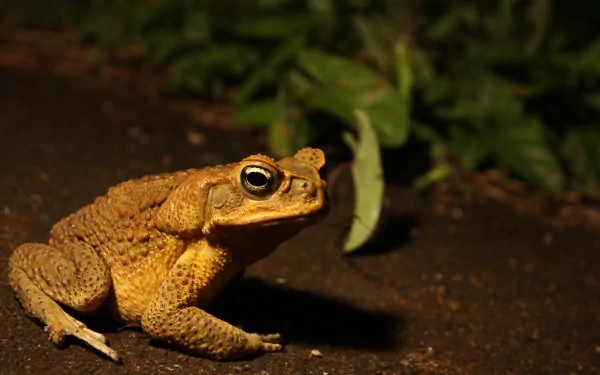 Animal toad HD Desktop Wallpaper | Background Image