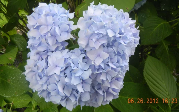 flower nature hydrangea HD Desktop Wallpaper | Background Image