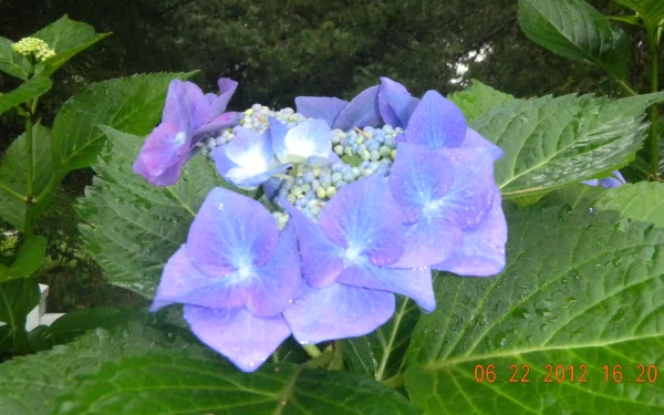 flower nature hydrangea HD Desktop Wallpaper | Background Image