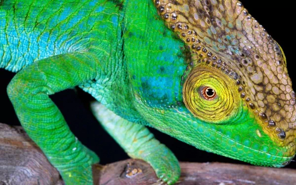 Close-up HD desktop wallpaper of a vibrant green chameleon lizard showcasing detailed textured skin and a focused eye.