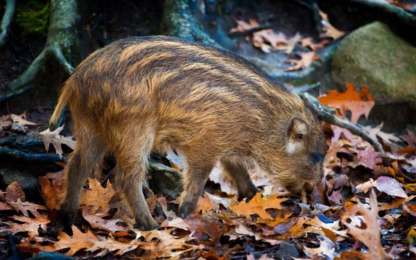 HD PC desktop wallpaper featuring a young boar with striped fur foraging among autumn leaves in a forest setting.