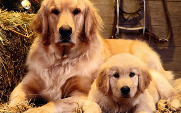 Animal Golden Retriever Dogs Dog Puppy Retriever HD Wallpaper | Background Image