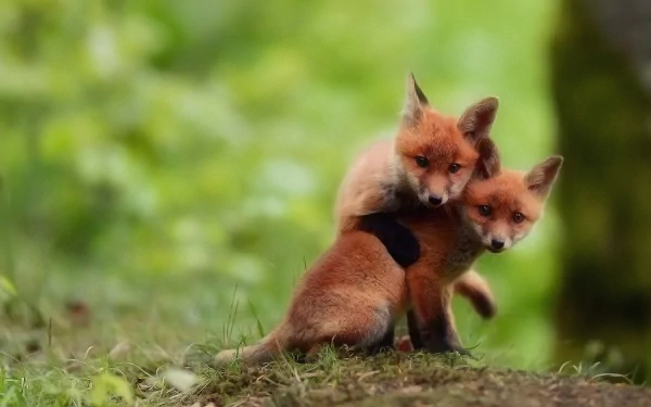 Two cute fox cubs standing close together in a lush green natural setting. This HD wallpaper and background captures the adorable moment with vivid clarity.