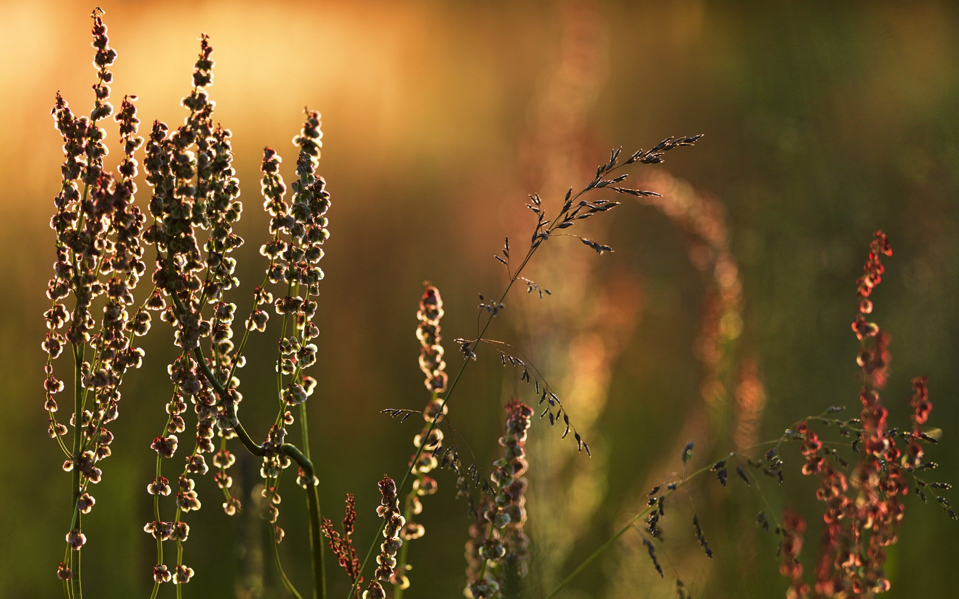HD PC desktop wallpaper: close-up of grass and seed heads in a sunlit meadow, nature scene with warm golden bokeh and dew.