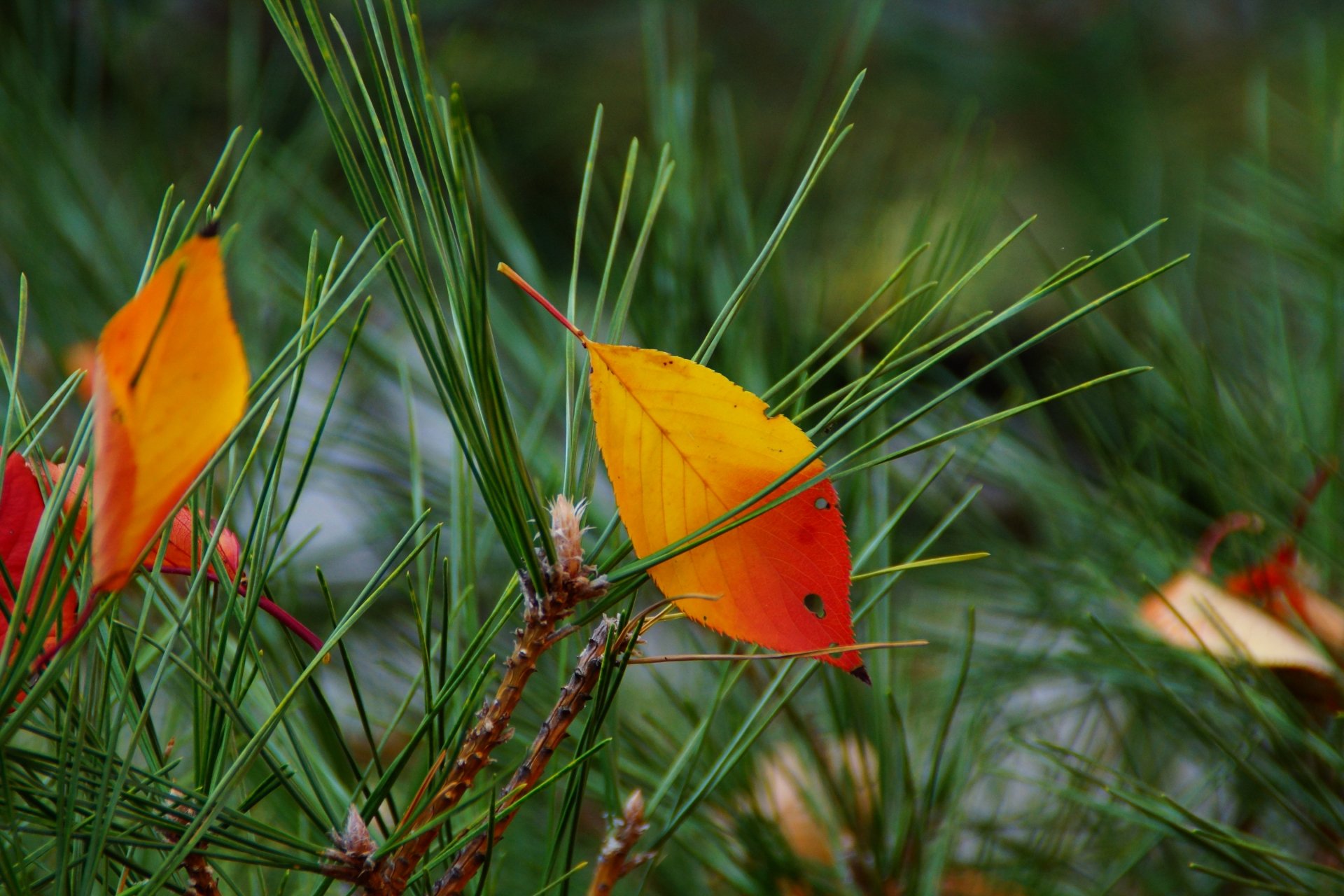 HD PC desktop wallpaper showcasing vibrant orange leaves resting on green pine needles in a detailed nature scene.