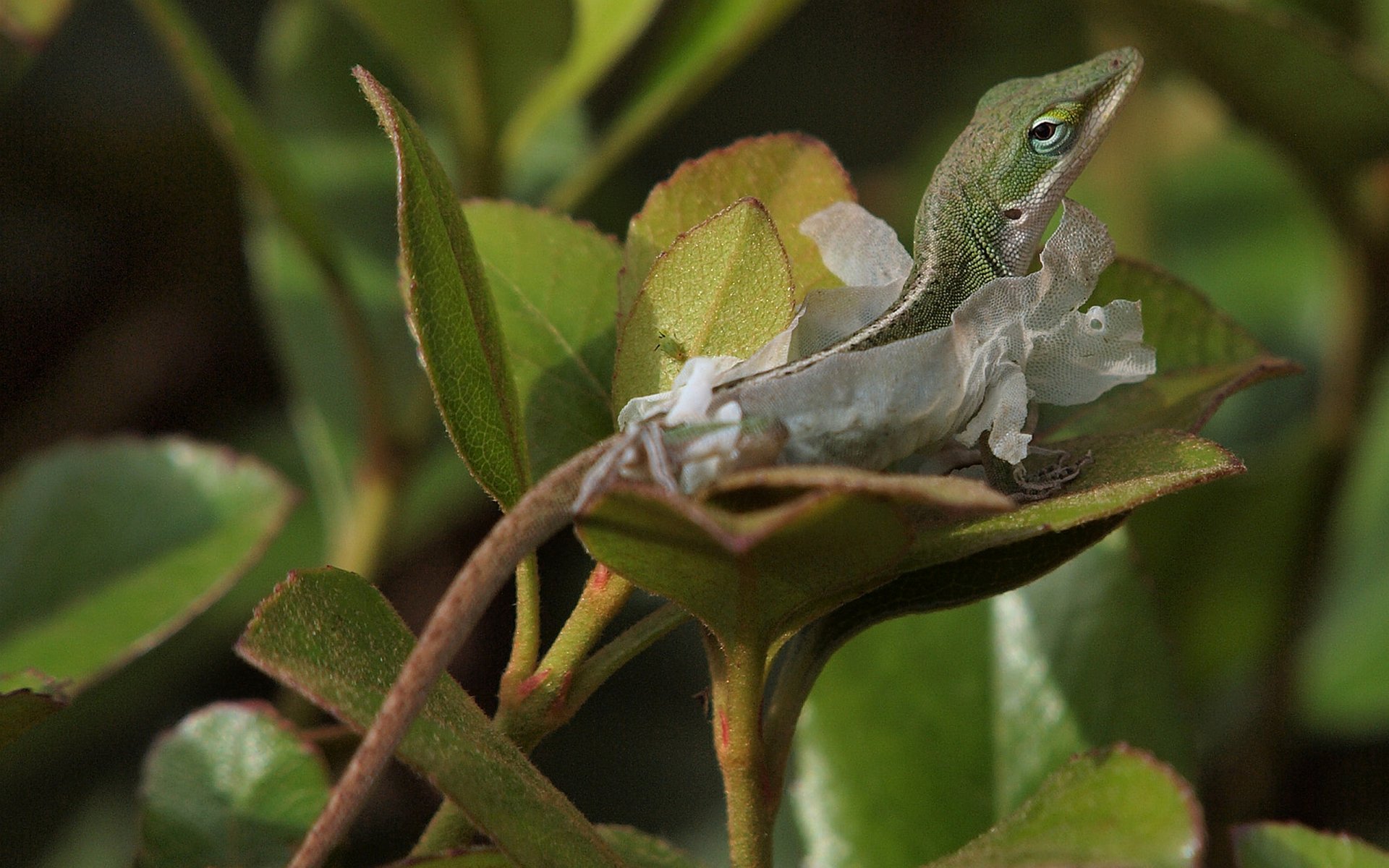 Download Animal Green Anole HD Wallpaper