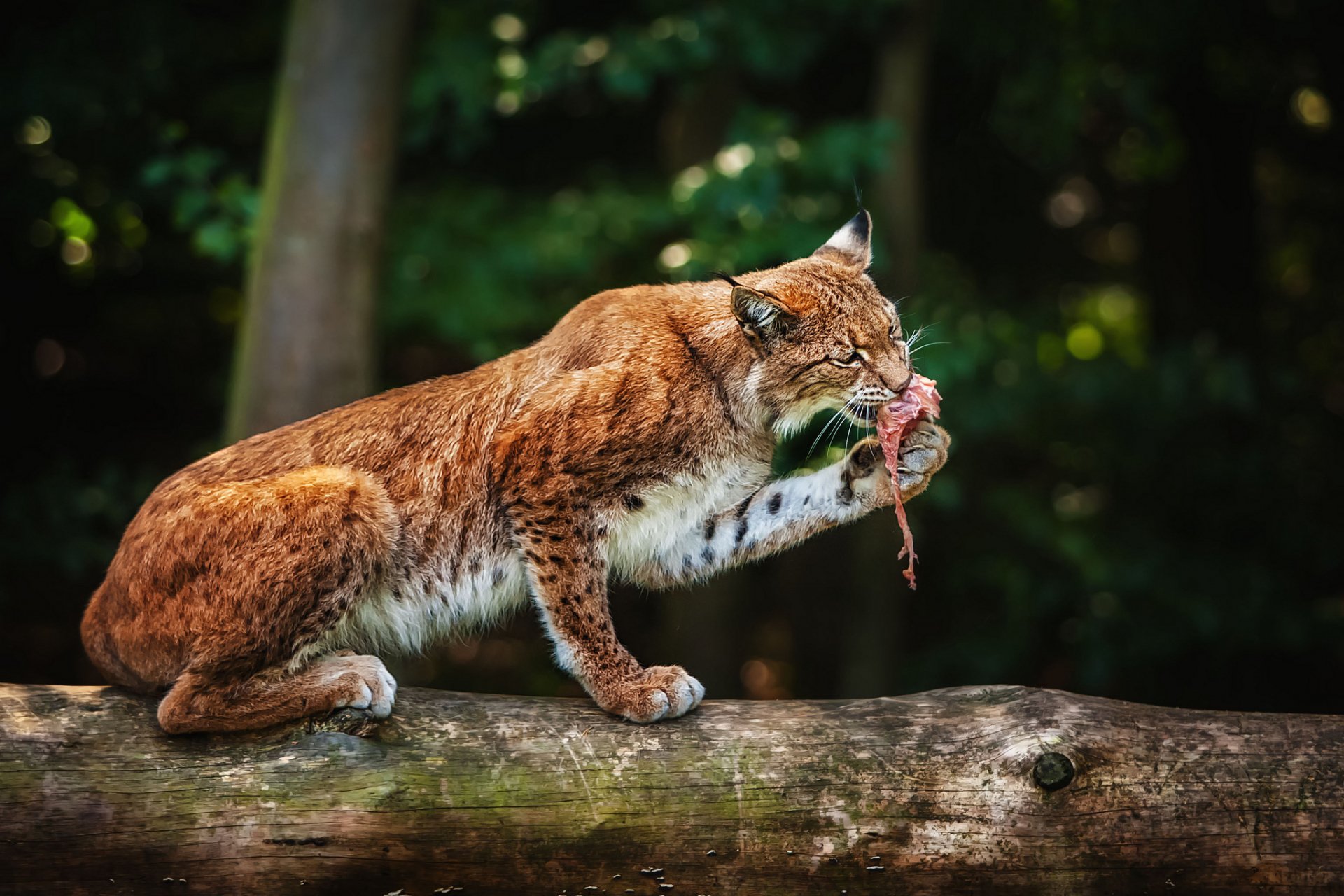 HD PC desktop wallpaper of a lynx perched on a log, holding prey in its mouth against a dark, forested background.