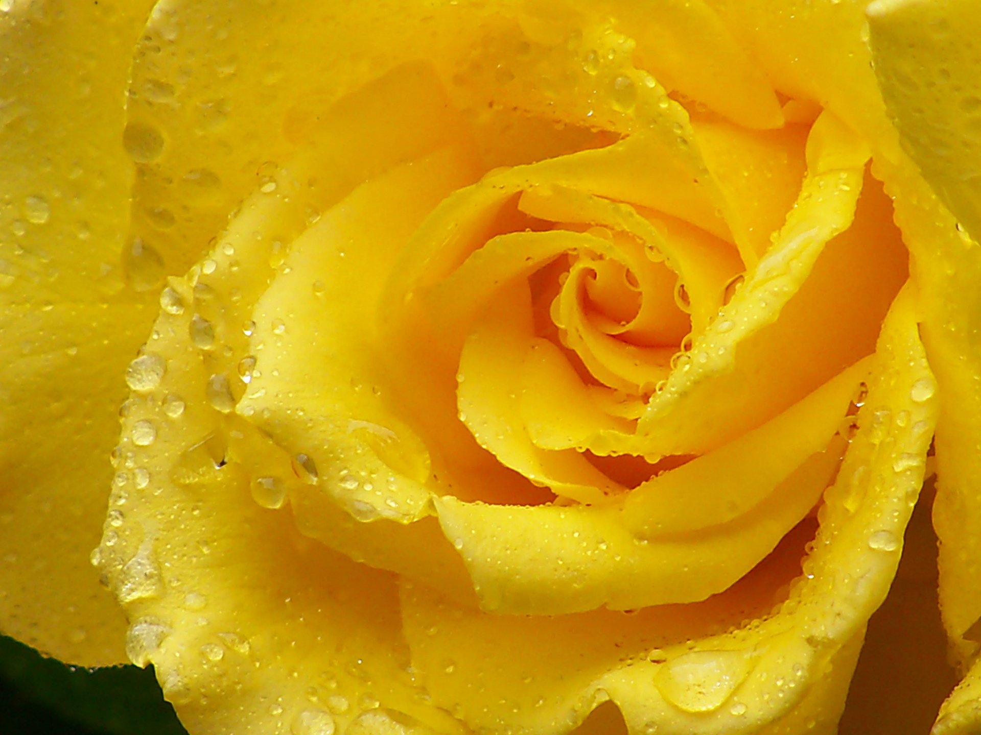 HD desktop wallpaper featuring a close-up of a yellow rose with water drops glistening on its delicate petals, highlighting the beauty of nature.