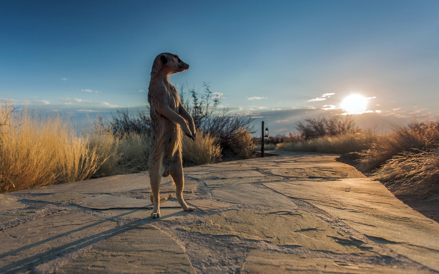 HD PC desktop wallpaper of a meerkat (animal) standing upright on a sunlit stone slab with dry grasses and the rising sun under a wide sky.