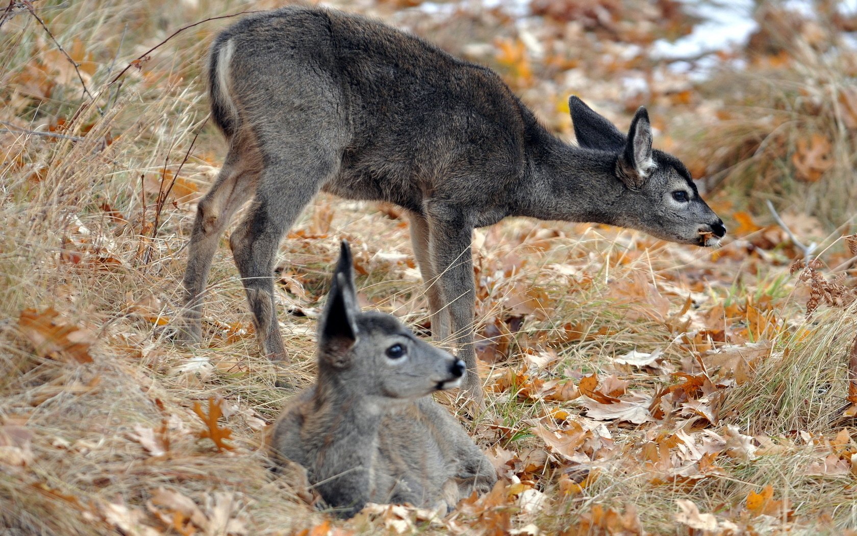 HD PC desktop wallpaper of deer (animal): two fawns among autumn leaves and grass, one standing and one resting.