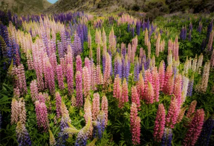 flower nature lupine HD Desktop Wallpaper | Background Image