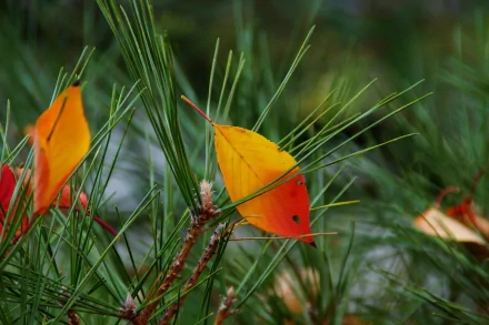 HD PC desktop wallpaper showcasing vibrant orange leaves resting on green pine needles in a detailed nature scene.