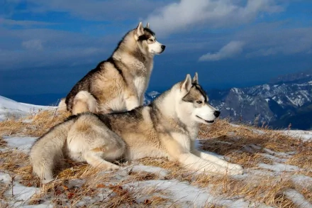 Two Siberian huskies sit in a snowy winter landscape, surrounded by mountains under a cloudy sky. HD desktop wallpaper and background.