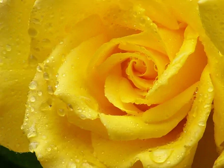 HD desktop wallpaper featuring a close-up of a yellow rose with water drops glistening on its delicate petals, highlighting the beauty of nature.