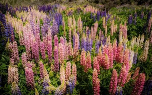 A vibrant field of colorful lupine flowers in full bloom, captured in stunning 4K Ultra HD for an immersive nature PC desktop wallpaper experience.