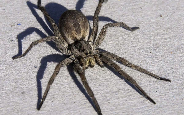 Animal spider HD Desktop Wallpaper | Background Image