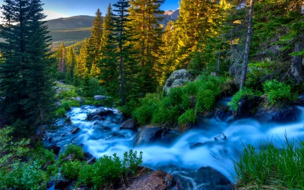 creek forest nature stream HD Desktop Wallpaper | Background Image