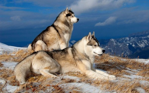 Animal Siberian Husky Dogs Dog Winter Husky HD Wallpaper | Background Image