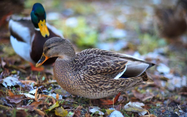 HD desktop wallpaper featuring a close-up of a mallard duck standing on leafy ground with a blurred mallard in the background.