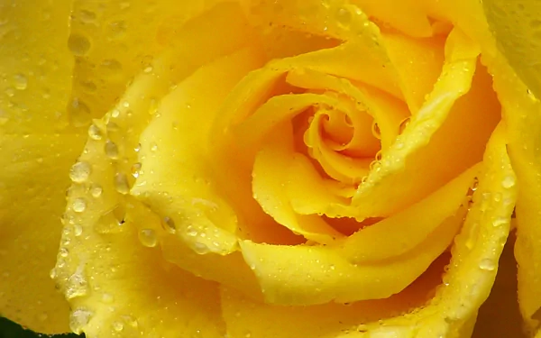 HD desktop wallpaper featuring a close-up of a yellow rose with water drops glistening on its delicate petals, highlighting the beauty of nature.