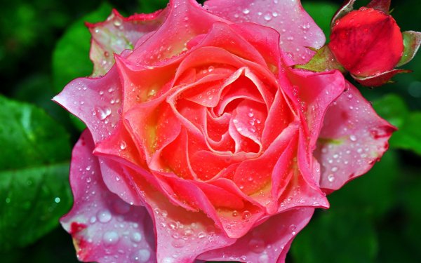 Nature Rose Flowers Flower Water Drop HD Wallpaper | Background Image