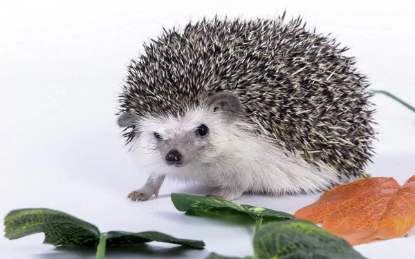 HD PC desktop wallpaper featuring a close-up of a small hedgehog surrounded by green leaves and an orange leaf on a white background.
